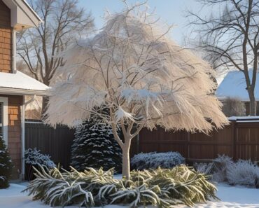 Ways to Protect Trees and Shrubs in Winter