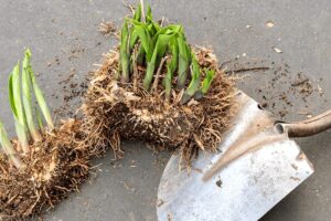 When and How to Divide Perennials for a Healthier Garden