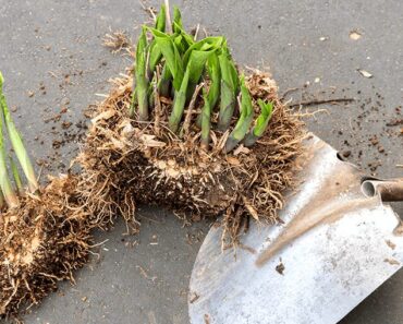 When and How to Divide Perennials for a Healthier Garden