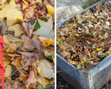 Turn Autumn Leaves into Gardener’s Gold: A Step-by-Step Guide to Making Leaf Mold