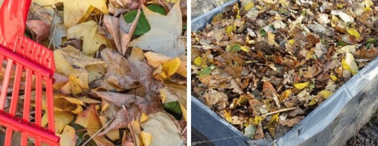 Turn Autumn Leaves into Gardener’s Gold: A Step-by-Step Guide to Making Leaf Mold