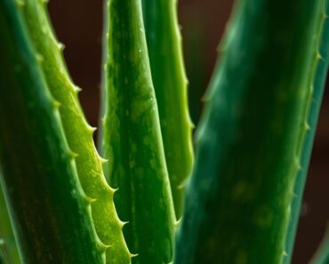 What Aloe Vera Does to Your Body Will Amaze You: The Ancient Egyptian ‘Plant of Immortality’ Lives Up to Its Name”