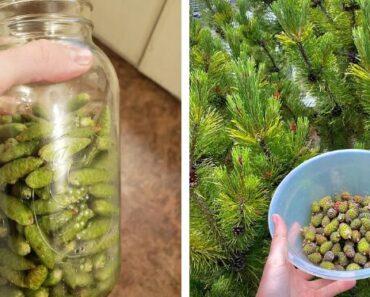 The Hidden Power of Green Pine Cones – Nature’s Overlooked Miracle The Hidden Power of Green Pine Cones – Nature’s Overlooked Miracle